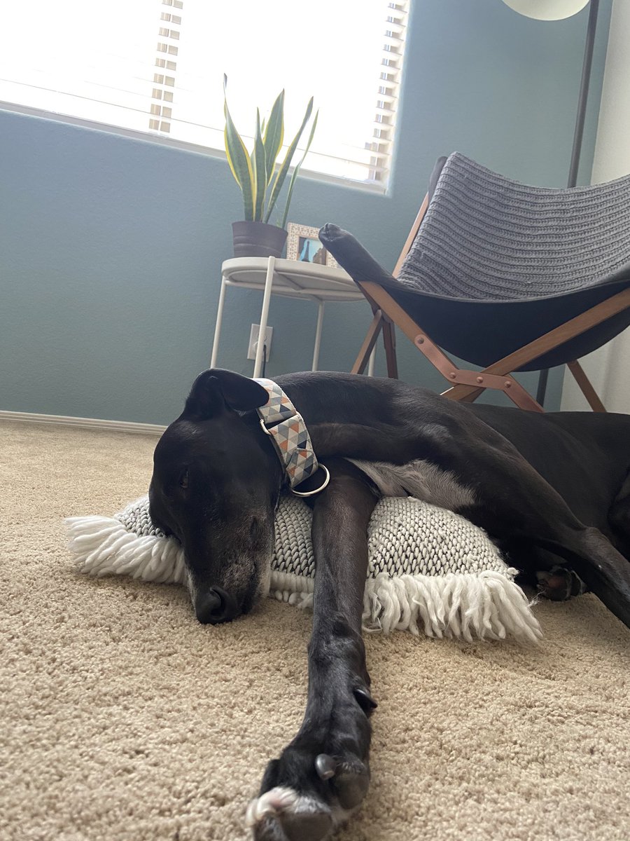 ahtalent4future's tweet photo. My furry coworker has been quite lazy today, but he perked up in time to join a few fun calls with colleagues to stay connected while working remotely! #teamboeing #oneboeing #remoteworking https://t.co/ZJ873Witv0