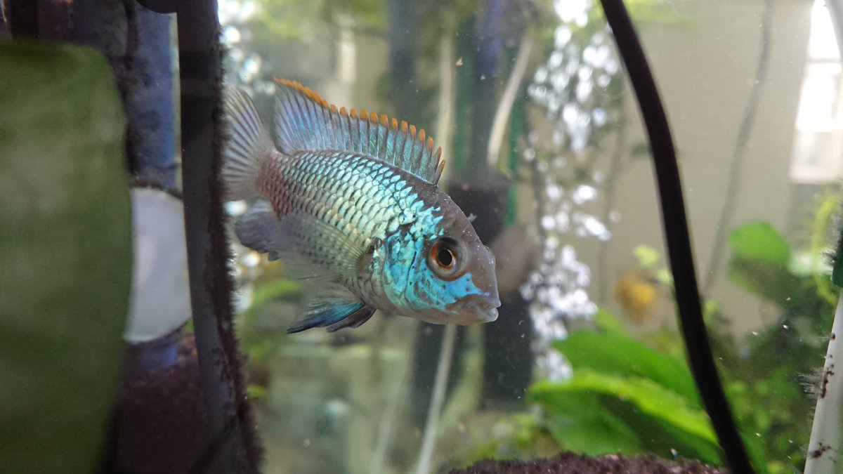 アクアマン コバルトブルーアカラです アメリカンシクリッド 熱帯魚 アクアリウム アクアマン コバルトブルーアカラです アメリカンシクリッド 熱帯魚 アクアリウム