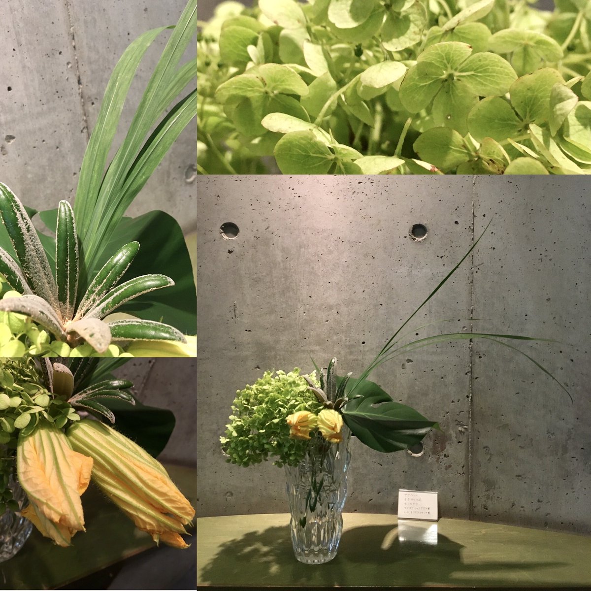 水戸市立西部図書館 Auf Twitter 今週の迎え花 黄緑のアジサイに似た花 はアナベル 切れ込みの入った大きな葉はモンテスラ 丸みのある葉はセイオウシャクナゲ 長い葉はヒメオウギズイセン 大きな黄色い花はカボチャ 一輪挿し のピンクの花はシュウカイドウです