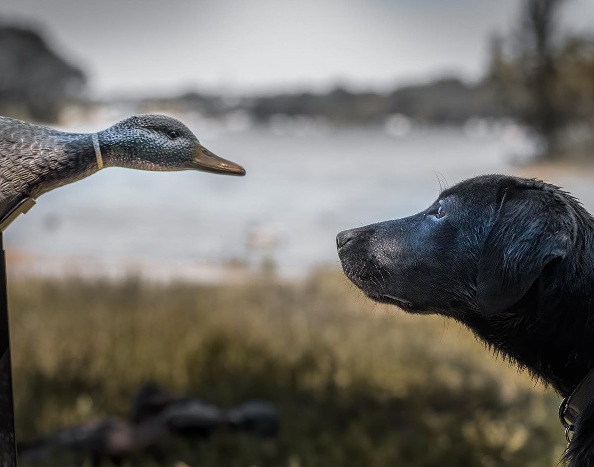 RealtreeDog's tweet photo. Face off. 

📷 @of_the_field https://t.co/EPVQvaJOXV