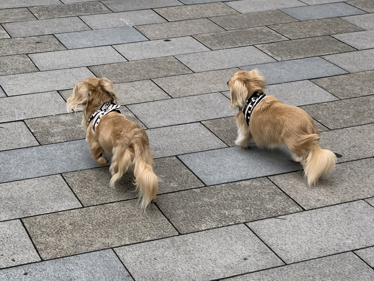 _aka_san_runner's tweet photo. ペースメーカー現る!心強い😅🏃♂️
#走ってるのを実況中継
#コロナに負けるな #走れることに感謝
#スポーツの日 #ランニング #走る
#runtrip #OTT #走ラン会
#virtualrunning2020
#スポーツの日に走ろう
#子どもたちに託そう https://t.co/OMZMf4fthG
