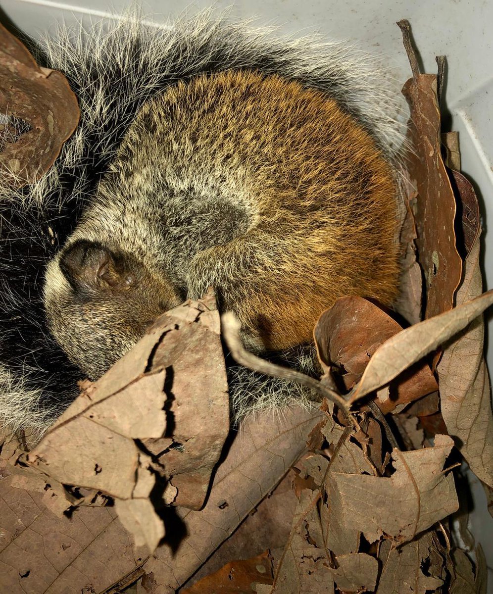 BRA - BRIGADA RESCATE ANIMAL tweet media
