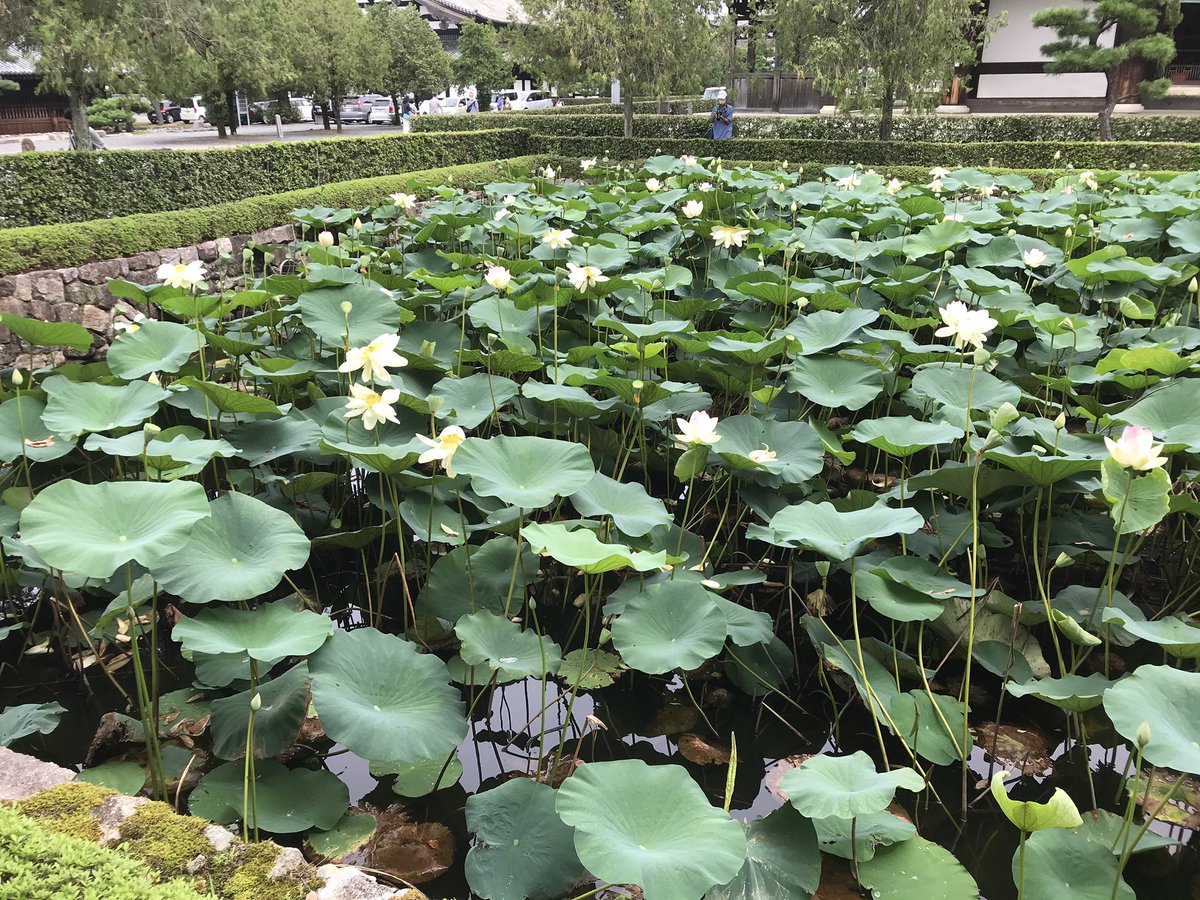 東福寺 霊源院 Reigen In Twitter