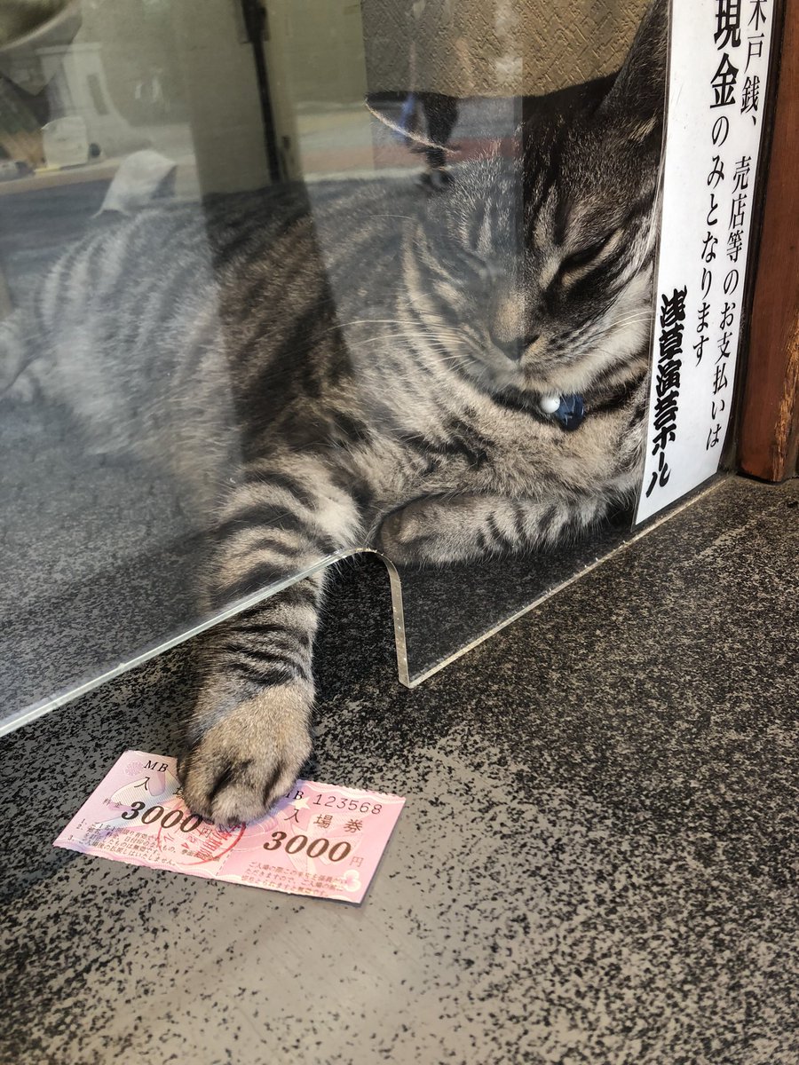如果在淺草表演藝術廳幸運的話，就會遇到這支貓貓接待處理你的門票。 Edq04H2UYAAUK2D