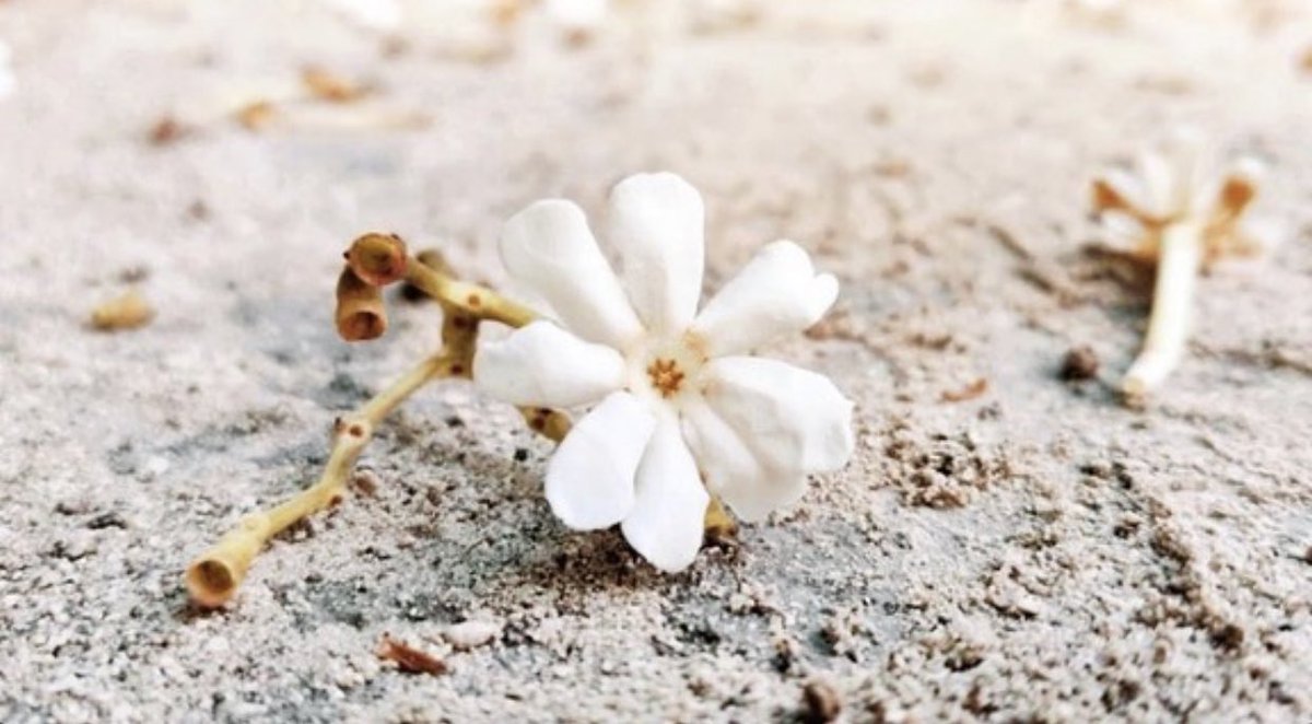 Dusit Thani Maldives tweet media