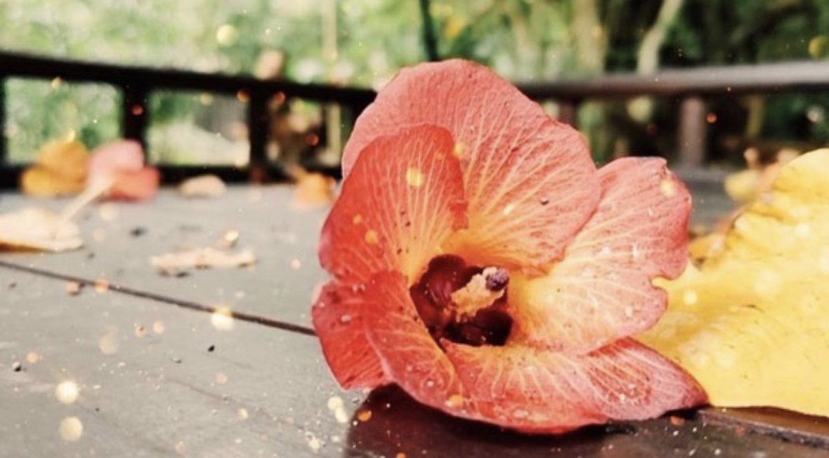 Serenity blooms within the moment you arrive in paradise. What are you looking forward to most? 

09 days till we open!

#dusitthanimv #dusitthanimaldives #journeytogether #hibiscus #paradise