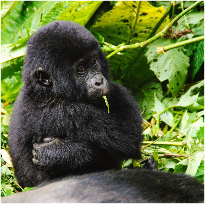 AdventuresFrena's tweet photo. Sweet baby gorilla in the jungle of Uganda. Mama was taking a nap. Meeting this group of wild gorilla's in Uganda was one of my most exciting moments ever. 

#babygorilla #wildanimals #bwindi #jungle #uganda #wild_life #wildlifeperfection #wildlifeplanet #africanwildlife https://t.co/3SV9UumK9Q