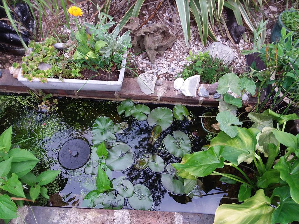 mooviola's tweet photo. Happy #pondlife
#pond #gardends #mygardenthisweek #shouty https://t.co/H01nY9QtCP