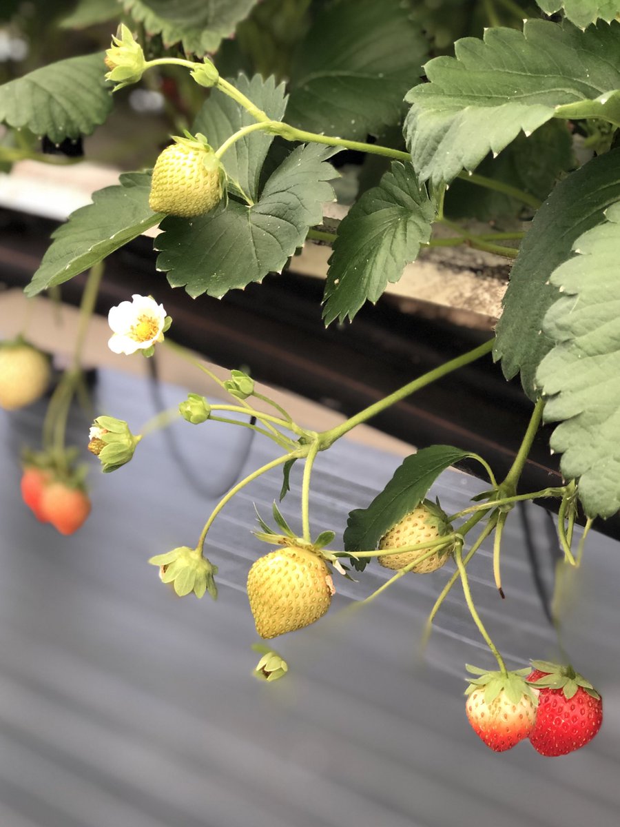 Marion Giroud tweet media