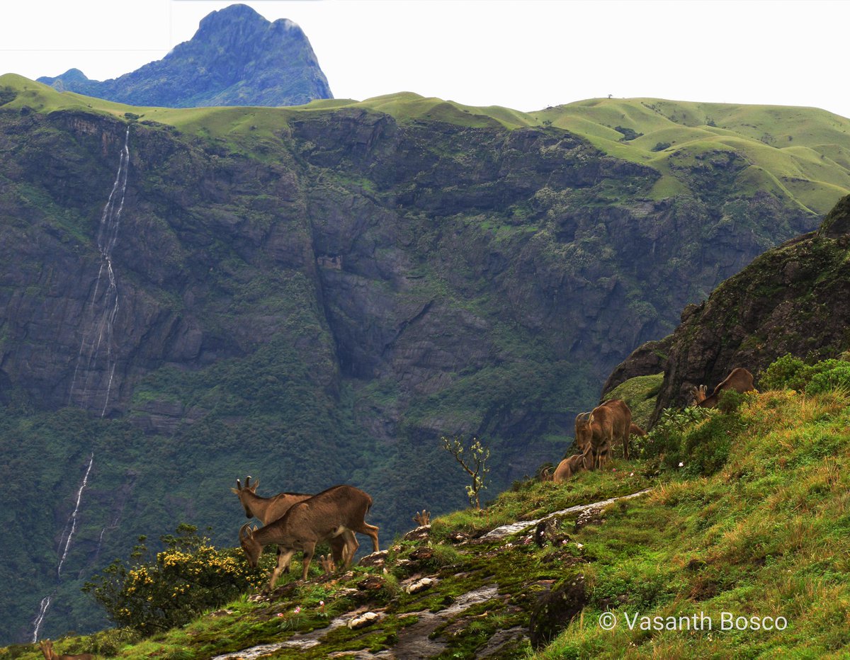 How many Nilgiri tahr can you spot in this image?
a) seven
b) five
c) ten
d) eight
Only around 650 of these mounatin goats remain the #nilgiris. The shola-grasslands in the backdrop are also equally #endangered.
#Nilgiritahr #wildlife #shola #grassland #ecology #conserve https://t.co/TK1VZ0cjZy