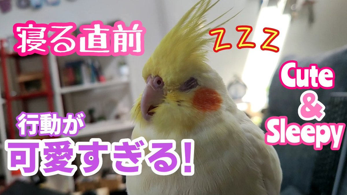 We hope you like our new video!
新動画アップしました!
#sleepycockatiel #甘えん坊 #インコ
.
youtu.be/pcoGPotQ7KY