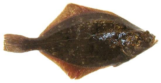 カラッと揚がったフライさん フライさんがカレイとヒラメの見分け方を教えてあげるのだ 顔がかわいい方がカレイ 何人か殺してそうな顔の方がヒラメ なのだ 一枚目カレイ 二枚目ヒラメ T Co 5hdjcyywdq Twitter