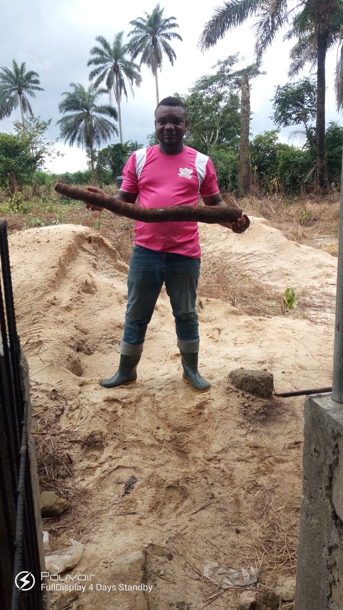 Eteobong George (@iamalwaysahead) on Twitter photo Decided to uproot part of the cassava farm and mehn this tuber came up <a href="/Nig_Farmer/">NaijaFarmer</a> <a href="/ACAI_IITA/">AKILIMO</a> <a href="/IITAYOUTHAGRIP/">IITA Youth Agrip</a> <a href="/romeocza/">Akwa Ibom Hypeman</a> <a href="/Ody_johnson/">Obong Ekpe says #EndSARS✊🏽</a> <a href="/FmardNg/">Fed Min of Agric & Food Security</a> <a href="/TheRoseAkai/">Rozay Akai</a> Decided to uproot part of the cassava farm and mehn this tuber came up <a href="/Nig_Farmer/">NaijaFarmer</a> <a href="/ACAI_IITA/">AKILIMO</a> <a href="/IITAYOUTHAGRIP/">IITA Youth Agrip</a> <a href="/romeocza/">Akwa Ibom Hypeman</a> <a href="/Ody_johnson/">Obong Ekpe says #EndSARS✊🏽</a> <a href="/FmardNg/">Fed Min of Agric & Food Security</a> <a href="/TheRoseAkai/">Rozay Akai</a>