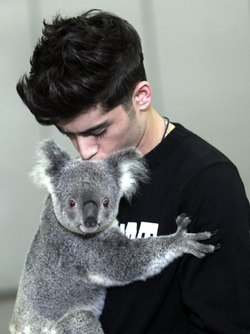 Z1DSTAN's tweet photo. remember when we envied a koala so much??? #10YearsOfOneDirection #10YearsOf1D https://t.co/UFr0mT701A