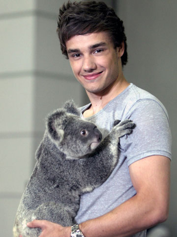 Z1DSTAN's tweet photo. remember when we envied a koala so much??? #10YearsOfOneDirection #10YearsOf1D https://t.co/UFr0mT701A