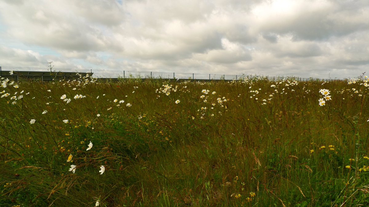 Completely agree. And thanks to our wonderful landlord, founder and ongoing supporter <a href="/WestmillSolar/">Westmill Solar Coop</a> and <a href="/westmillwind/">windwestmill</a> is open for dog walkers, joggers and people who just want to enjoy the biodiversity at our community sites.