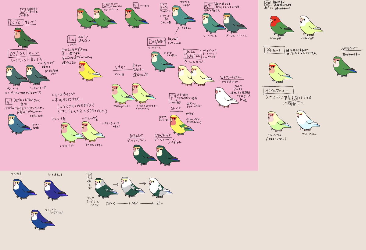 コザクラインコ 色 一覧
