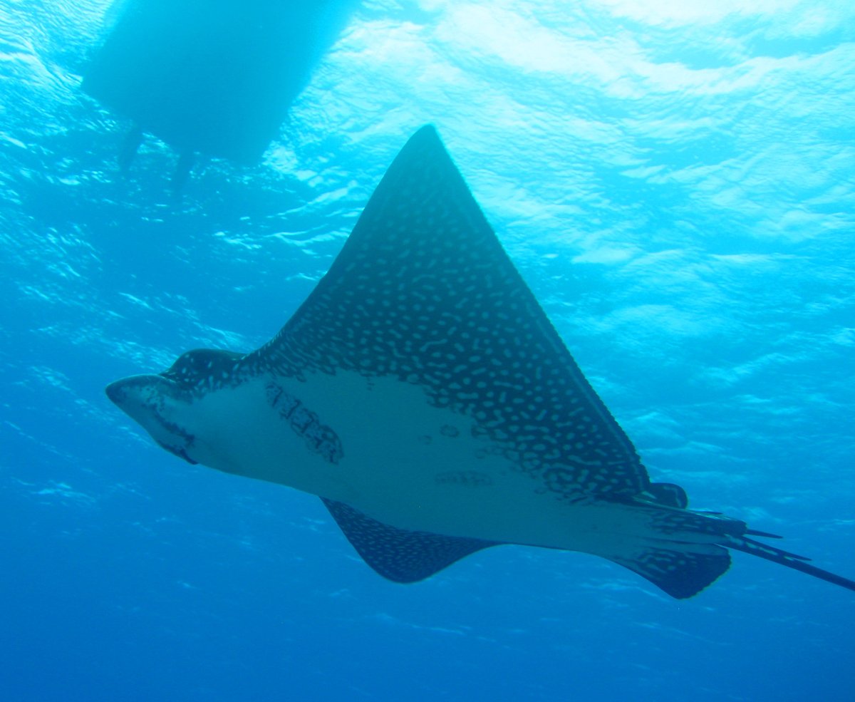 Eagle Rays are Bryce's favorite creature to see underwater. #EagleRay #Ray #Eagle #Creature #Diving #Scuba #ScubaDiving #Penida #Lembongan #Bali #UnderwaterPhotos #Adventure #Explore #StingRay #Spots #Photos #DivingPhotos #PADITV #PADI #OpenWater