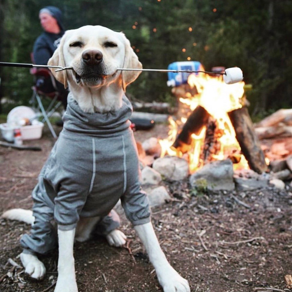 RuckifyRV's tweet photo. Vacations are ruff, but necessary! Retweet if you like to bring your furry friends on your camping adventures! #GoCamping https://t.co/PJ4yAEiIsP