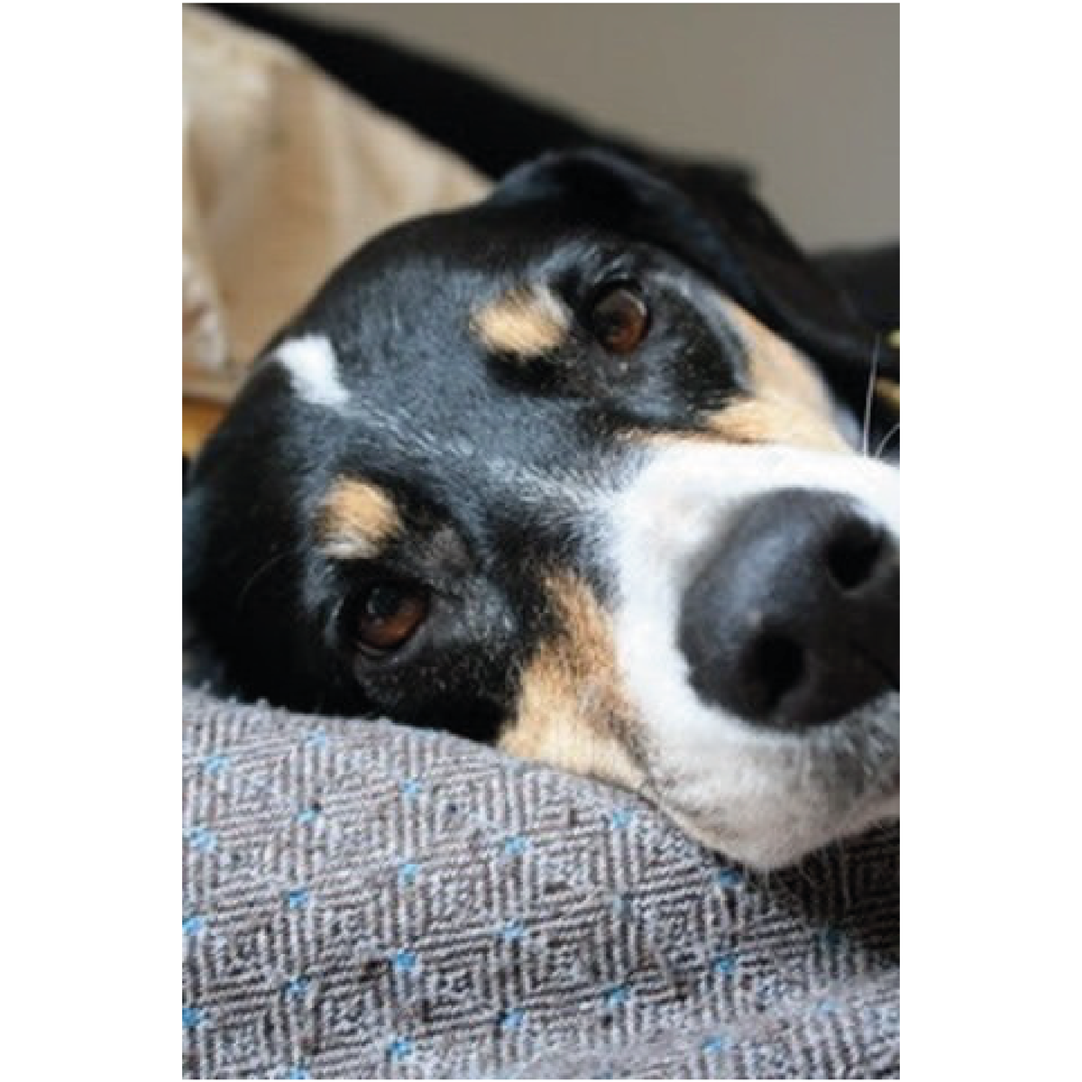 museofmeaning's tweet photo. "This is Lizzie in 2011. She's now 15 and is very ill. Tonight might be her last night. I wish I could fix her but she's lived a good life. I'll just miss her is all."
- Anonymous
#tofix https://t.co/oPBrxP1MTi
