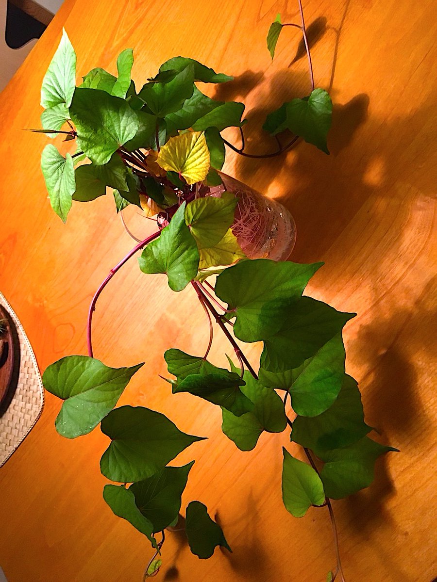 辛島美登里 いただいたサツマイモ 盆栽 一週間前にやっと生えた5mmの根っこがこんなに成長しました 人ガタ根っこ くださった方のはこんなになってるそうで 早く私も観葉植物化させたいです お芋ってこんなにパワフルだから 食べたらそりゃ元気になる