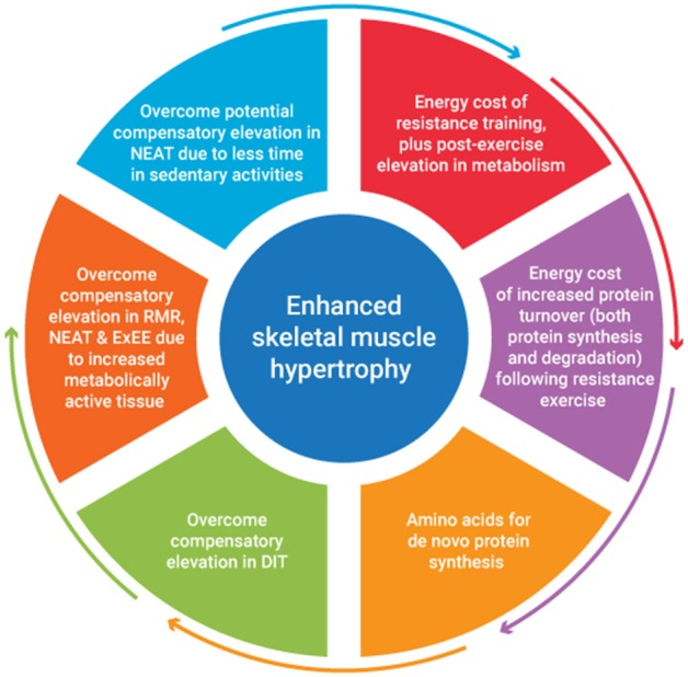 Common recommendations for how much energy is needed to build muscle are often based SOLELY on the assumed energy stored within the tissue being created'X lbs of muscle contains X amount of energy'But there are other energetically expensive processes assoc w/ hypertrophy