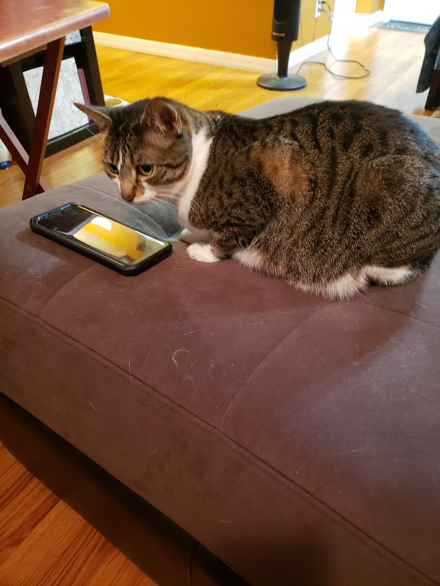 NovaOrionshow's tweet photo. "What do you means I look guilty? I wasnts tryings to hacks into daddys phone. I promise!"-Nova #catsofinstagram #NovaOrionshow #Nova #CatsOfTwitter #fursdaythursday #catloversworld #catlovers #cathacker #guiltycat https://t.co/9WWZTjZBoI