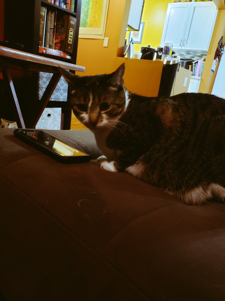 NovaOrionshow's tweet photo. "What do you means I look guilty? I wasnts tryings to hacks into daddys phone. I promise!"-Nova #catsofinstagram #NovaOrionshow #Nova #CatsOfTwitter #fursdaythursday #catloversworld #catlovers #cathacker #guiltycat https://t.co/9WWZTjZBoI