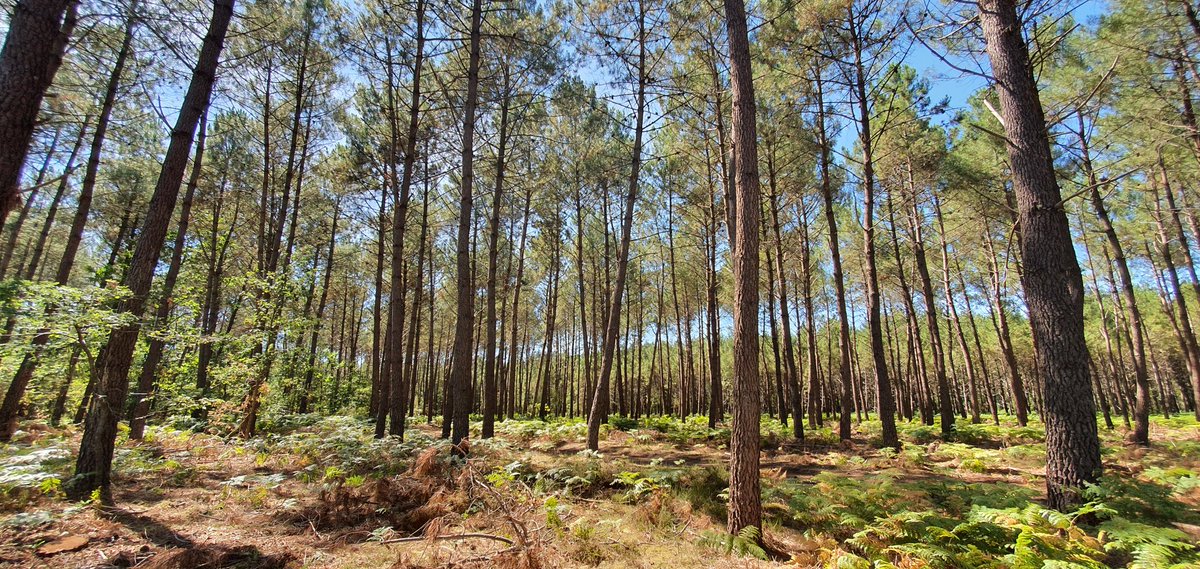 Visier1's tweet photo. Visite de la forêt de l'Etiau à Saint Philbert du Peuple avec Jean-Marc. Lacarelle, président de Fransylva 49. #Pinmaritime #Douglas #Peuplier #Chene #forêt #Bois @fransylva_paris https://t.co/DnpXC5CDec