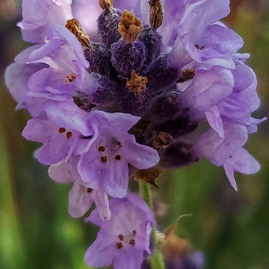 itslisamkeller's tweet photo. Step 1-.grow Lavender 
Step 2- smell Lavender
Step 3- Smile 😃 https://t.co/YYO00HT6ci