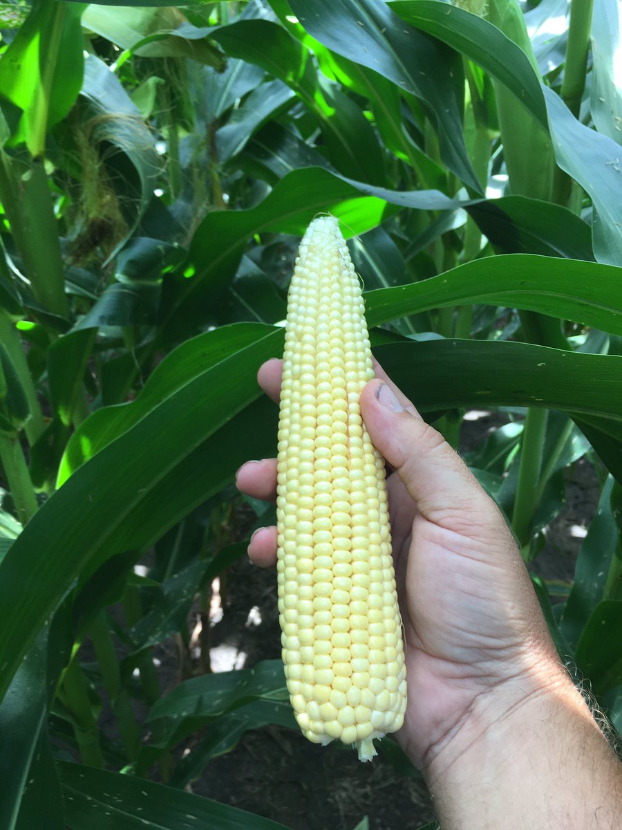 Derek Cattoor tweet media