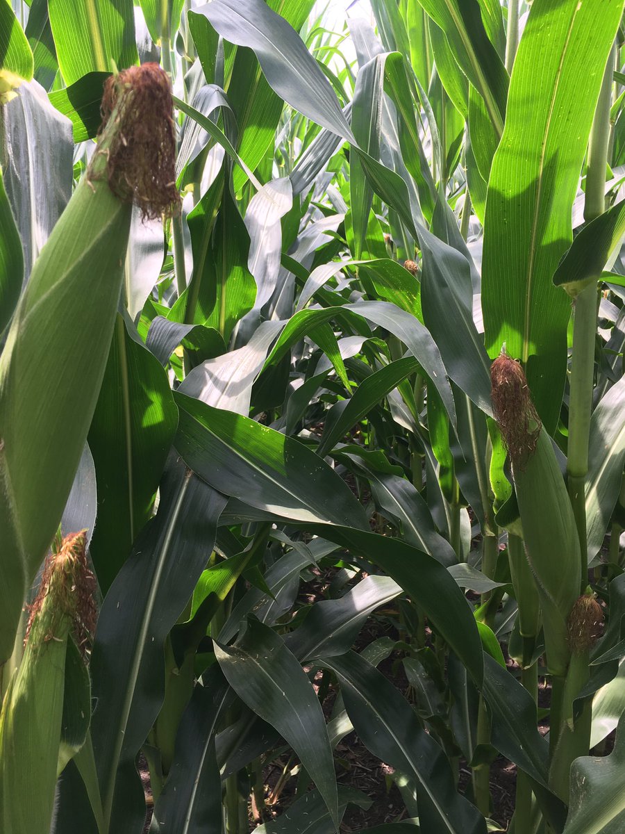 Derek Cattoor tweet media