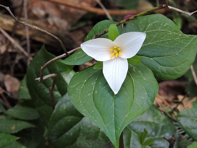 えんれい草 Twitter Search Twitter