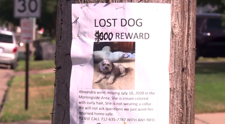 milehipi's tweet photo. Jim Carrey (aka Ace Ventura) isn’t part of this post, but it does involve a famous pet detective. Self-described “missing pet expert” Karin Tarqwyn is hot on the trail of Alexandra, a beloved support dog to a young woman in Iowa. See the story here: https://t.co/PVXpj9CKE3 https://t.co/RHjWQz3i3N