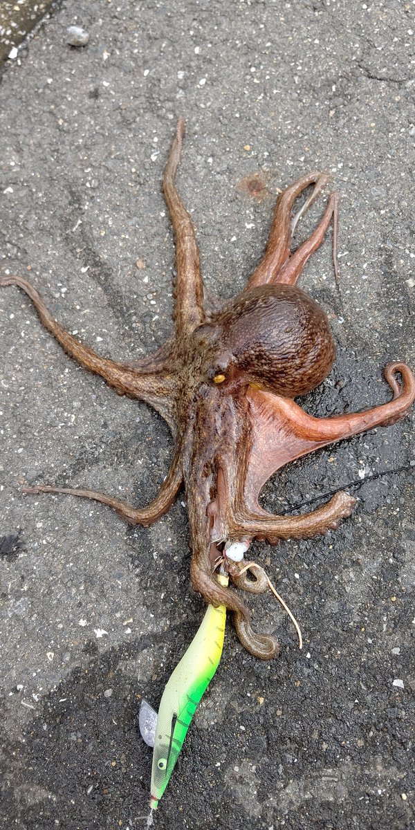 タコ釣り