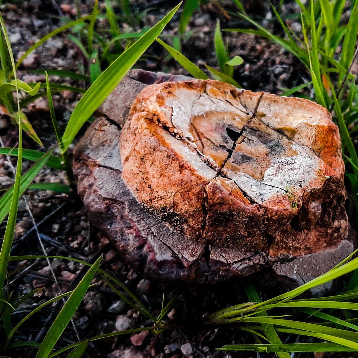 PlanetaFotoNatu's tweet photo. #galaxya50 #loma #tarde #rock #rocas #earth #world #naturephotography #flowers #nature_photo #whitgalaxy #lifestyle https://t.co/YNbFD01c4a