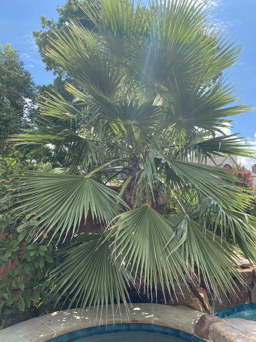 Cowboy_Lawn's tweet photo. We trimmed a palm tree today. @STIHLUSA MS271 chainsaw did it with ease. We do offer small tree trimming so dm to schedule https://t.co/GJfMLXpt1R