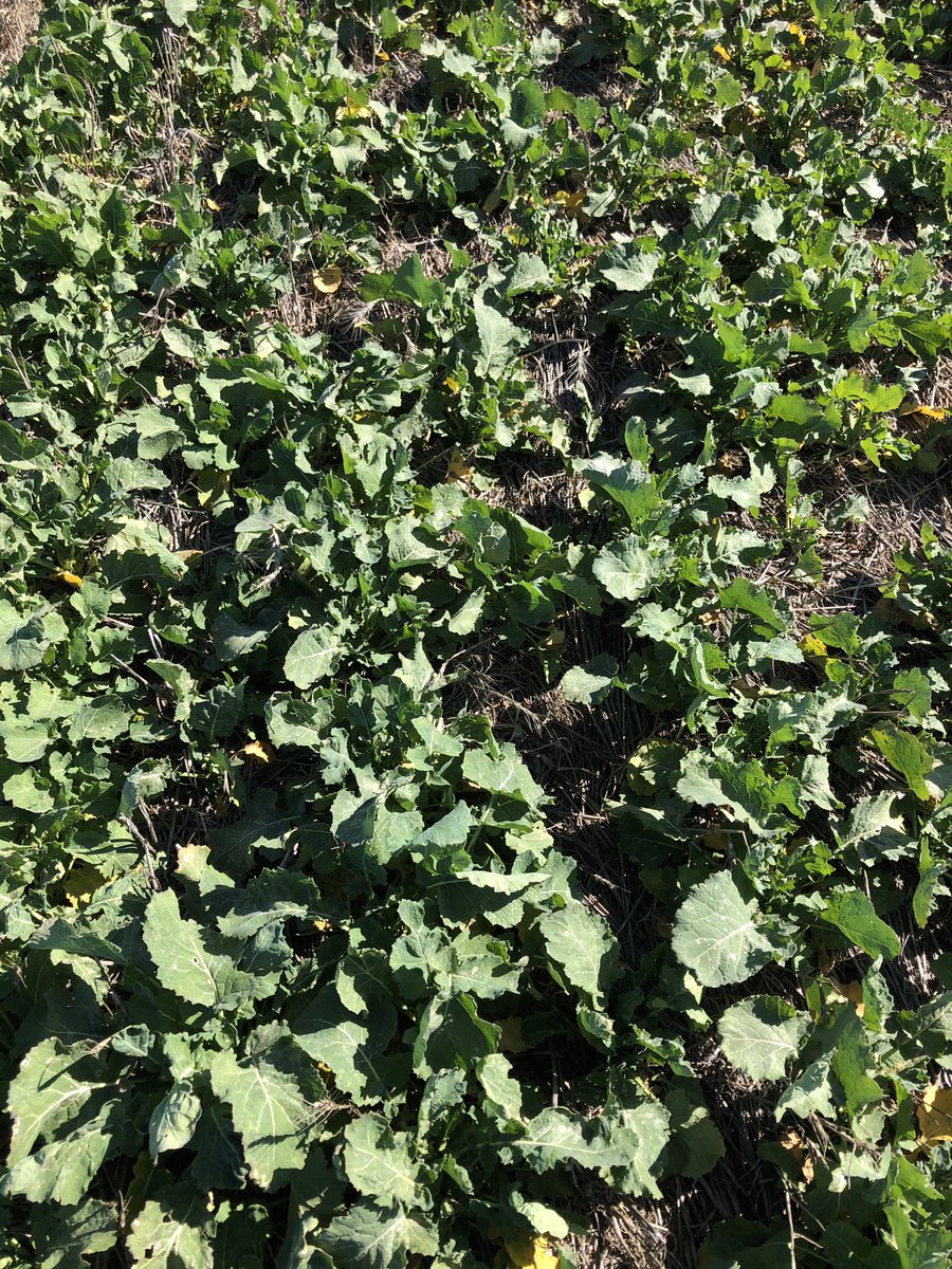 scott clark (@scootersfarm) on Twitter photo X3 photos, 100mm summer rain, cover crop, deep ripped and one summer spray, no rain for forecast for a fortnight. We will keep testing but I think I know already which will win. <a href="/BigRoo_/">07.19 ♋</a> <a href="/ZwarFarms/">Russell Zwar</a> <a href="/calllum_march/">Callum March</a> #beachinsummer X3 photos, 100mm summer rain, cover crop, deep ripped and one summer spray, no rain for forecast for a fortnight. We will keep testing but I think I know already which will win. <a href="/BigRoo_/">07.19 ♋</a> <a href="/ZwarFarms/">Russell Zwar</a> <a href="/calllum_march/">Callum March</a> #beachinsummer
