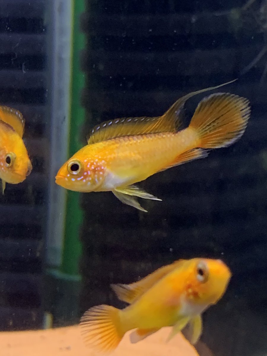 こんにちは〜
一句いきま〜す

アピストよ〜
餌ではないの
ヤマトはね〜

#アピスト川柳
#アガシジーファイヤーレッド
この夫婦がよく食べるのです💦