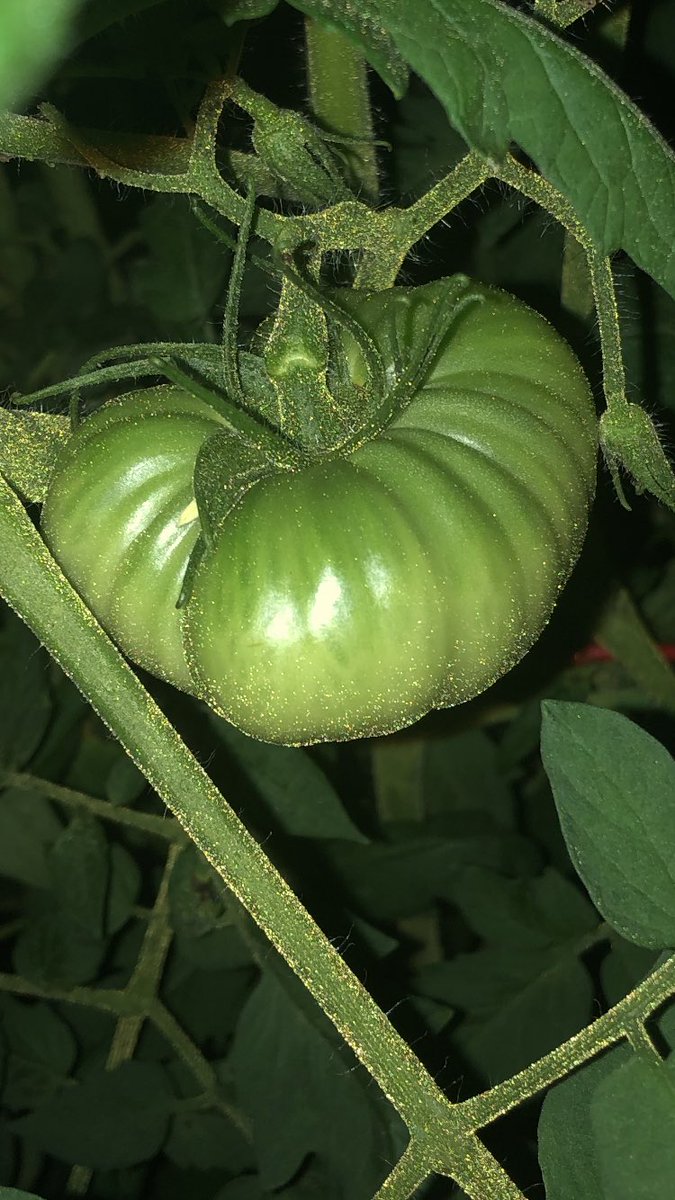 originalAPB's tweet image. #JerseyTomato They grow up fast!