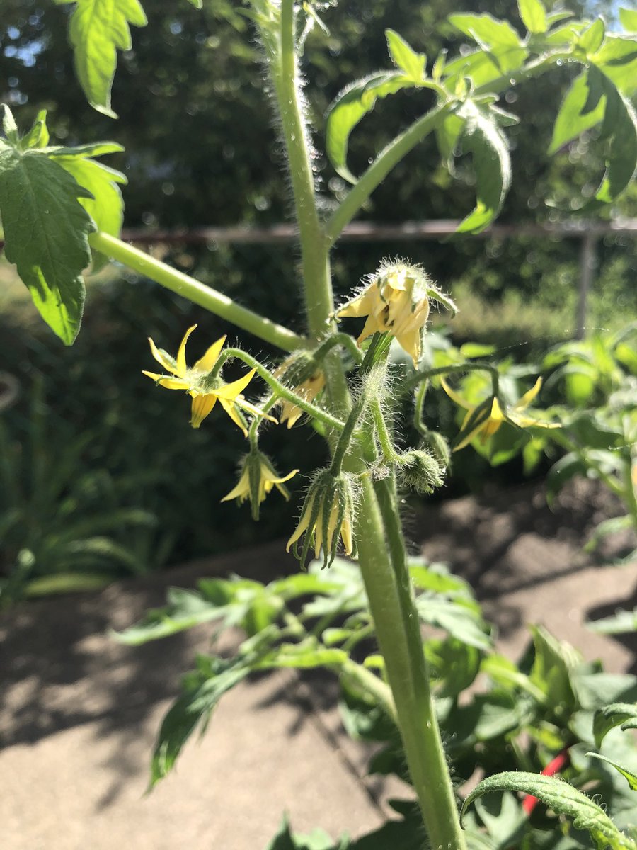 originalAPB's tweet image. #JerseyTomato They grow up fast!