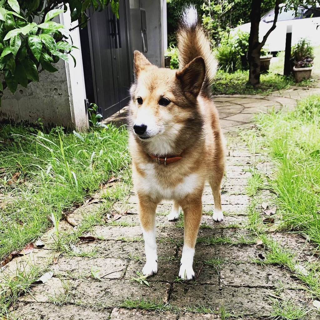 柴犬 シェルティmix マロンチャンネル Mix Maron Twitter 柴犬 シェルティmix マロンチャンネル Mix Maron Twitter