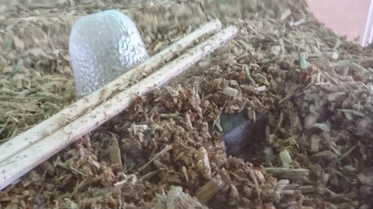 black holiday 2日目
(/ー￣;) あと1日半…頑張る
日曜日は休みだ！
#腰痛レンジャー 
朝のラジオで『例年なら人出の多い東京も…』っていってたけど…
この連休は今年だけよね…