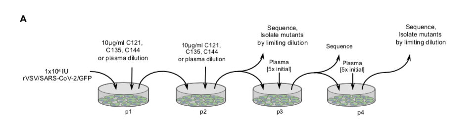 Q: How easy it is for SARS-CoV-2 to escape neutralizing antibodies through RBD mutations? Experiment: Culture rVSV/SARS-CoV-2/GFP in 293T/ACE2(B) cells in the presence of NAbs, sequence successful clones. 2/