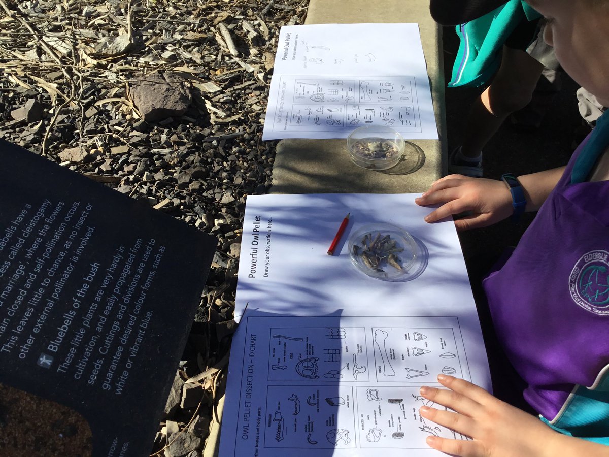 KellySpratt6's tweet photo. Ss became Threatened Species Rangers on a local field trip for our Entry Event for our next PBL project. ‘We can’t start a company yet to save the animals because we’re only kids but we can still change the world!’ Student quote of the day! @Clarke4535 @ericwhitepbl #EPSBeMore https://t.co/OYkorj0hOf