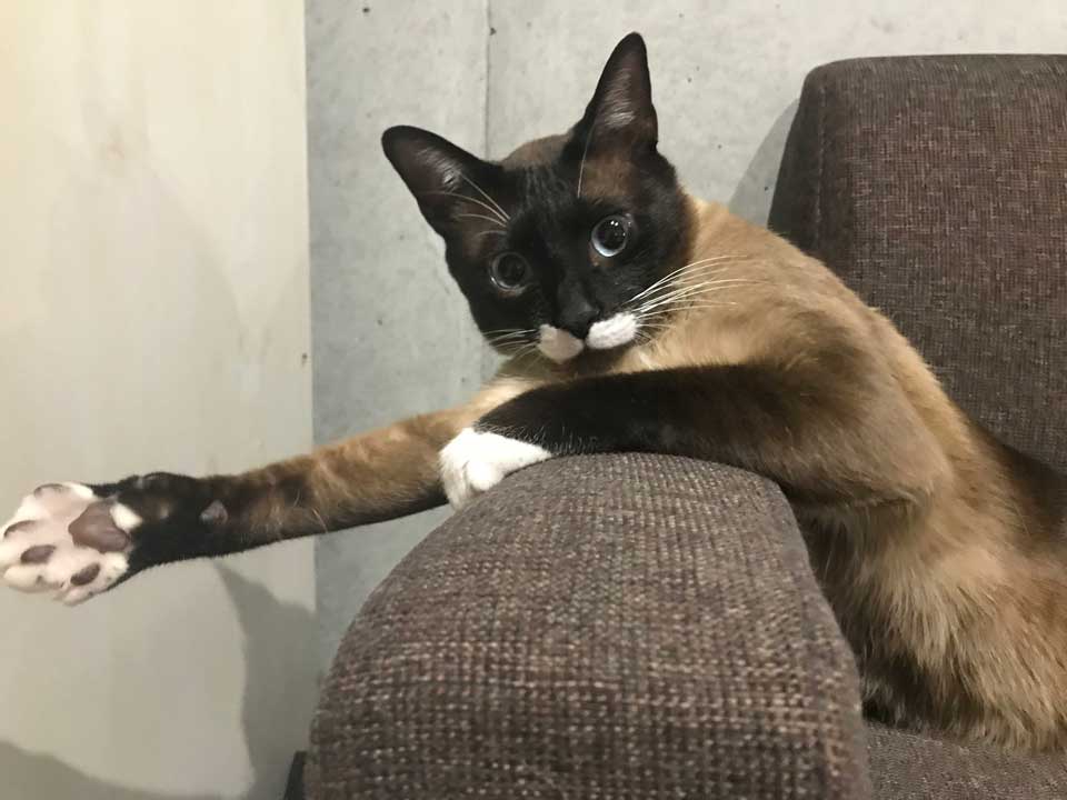 ねとらぼ生物部 白い子猫 成猫になるとタヌキに シャム猫の色変わりすぎビフォーアフター に こんなに変わるの と驚きの声 T Co Nvh8ilbbx0 Itm Nlabzoo ねとらぼ生物部 白い子猫 成猫になるとタヌキに シャム猫の色変わりすぎビフォーアフター に こんなに変わるの と驚きの声 T Co Nvh8ilbbx0 Itm Nlabzoo
