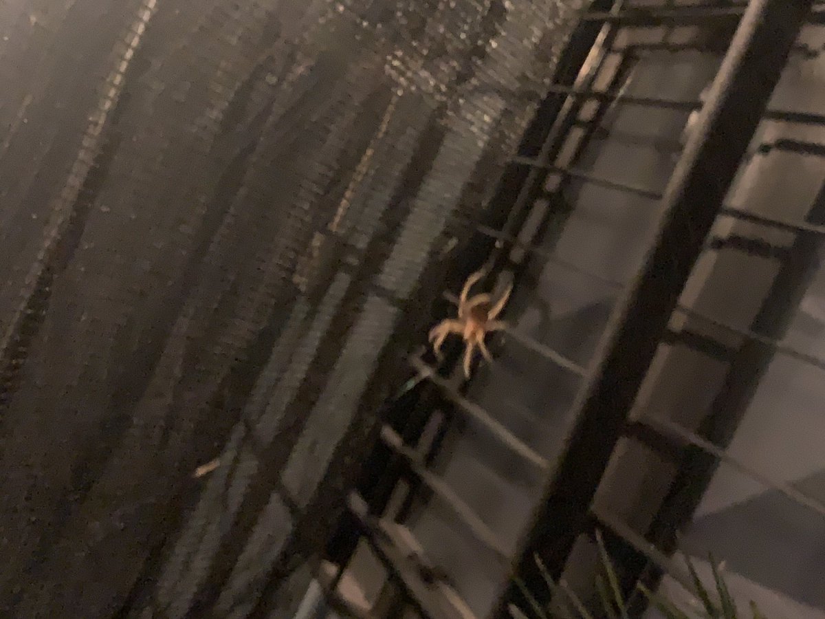 Buenas noches, Será de importancia médica ⁦<a href="/Arachno_Cosas/">Soy aracnólogo, pregúntame lo que quieras</a>⁩ ?