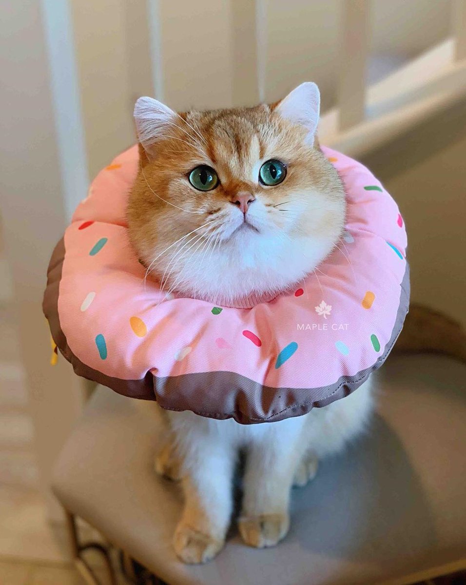 EsraaS94's tweet photo. Adorable cats ❤️❤️❤️❤️❤️❤️ https://t.co/APE07fljTQ