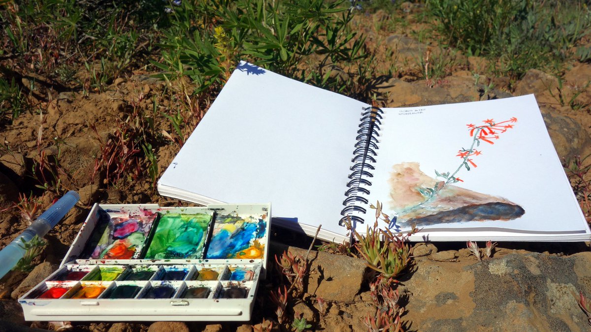 TheFirst40Miles's tweet photo. #Ochocos day 2: water coloring while waiting for the kids to wake up, then a 3-mile gradual downhill hike to where we hoped to find water and make camp. Along the way, we saw abundant wildflowers and even harvested some strawberries. And luckily, we found water! https://t.co/et1kSp2hJ2