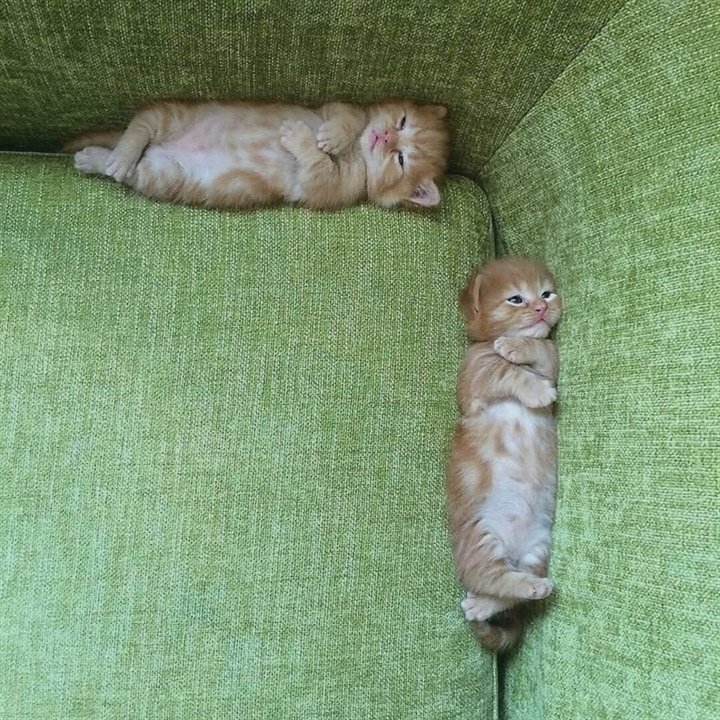 mypaws's tweet photo. https://t.co/8LVZW6QOP8